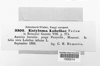 Entyloma lobeliae image